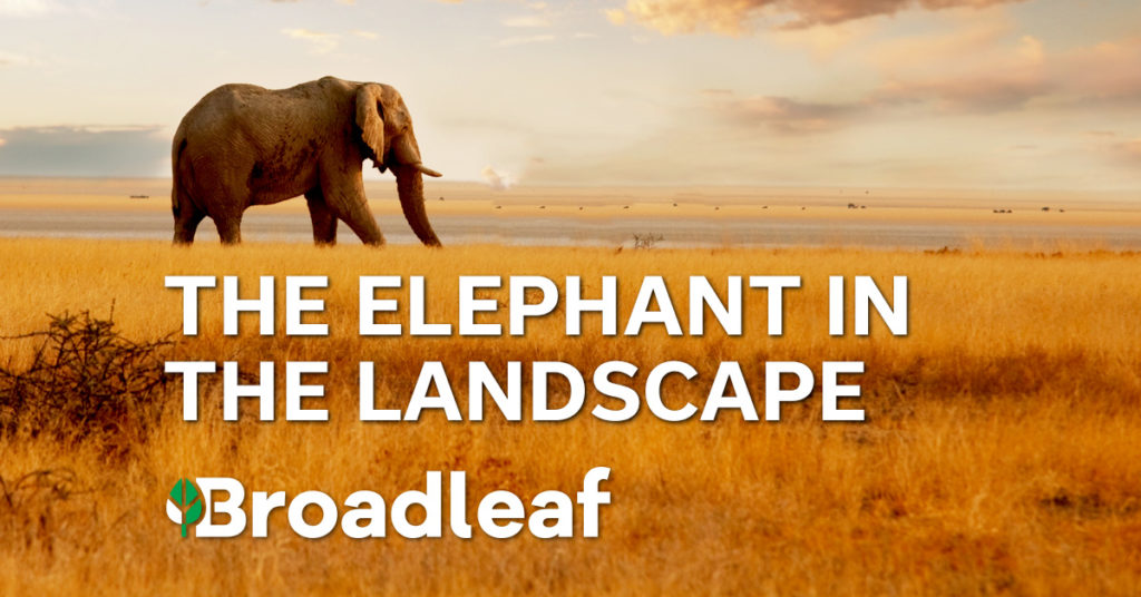 elephant 10